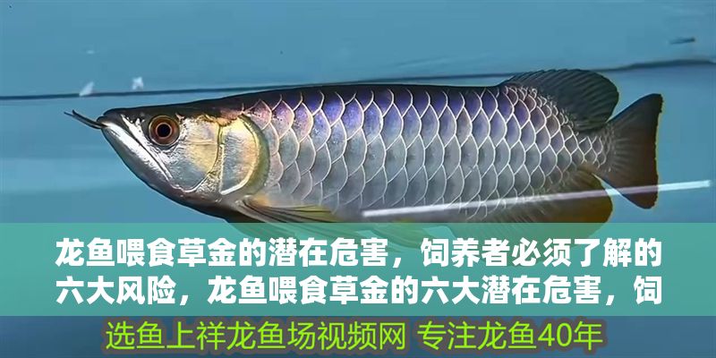 龍魚喂食草金的潛在危害，飼養者必須了解的六大風險，龍魚喂食草金的六大潛在危害，飼養者必知！龍魚喂食草金的六大潛在危害，飼養者必知！