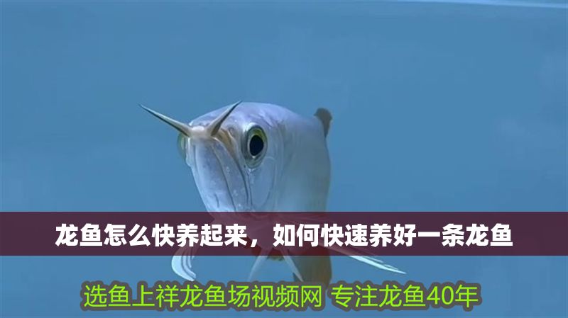 龍魚(yú)怎么快養(yǎng)起來(lái)，如何快速養(yǎng)好一條龍魚(yú)