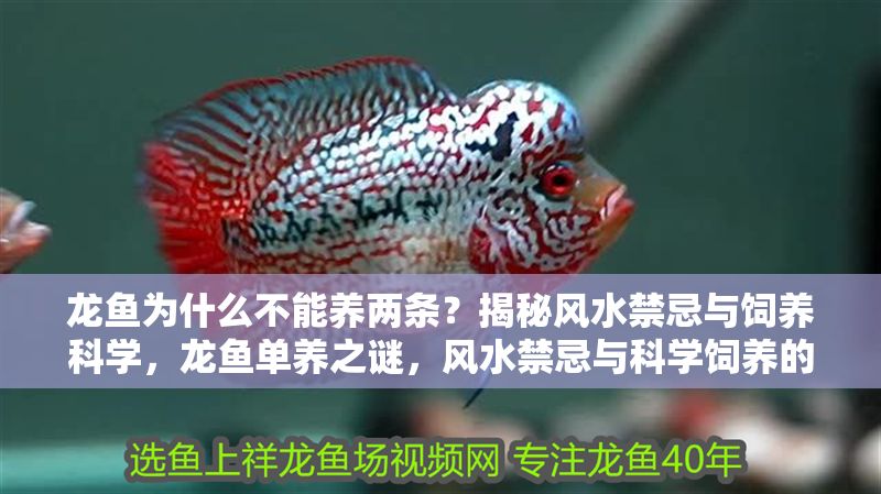 龍魚為什么不能養兩條？揭秘風水禁忌與飼養科學，龍魚單養之謎，風水禁忌與科學飼養的雙重解讀，龍魚單養之謎，風水禁忌與科學飼養的雙重解讀