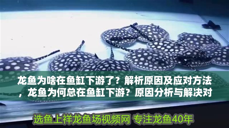 龍魚為啥在魚缸下游了？解析原因及應對方法，龍魚為何總在魚缸下游？原因分析與解決對策，龍魚總在魚缸下游？原因解析與應對策略全指南