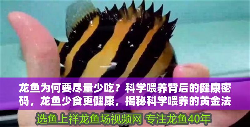 龍魚為何要盡量少吃？科學(xué)喂養(yǎng)背后的健康密碼，龍魚少食更健康，揭秘科學(xué)喂養(yǎng)的黃金法則，龍魚少食更健康，揭秘科學(xué)喂養(yǎng)的黃金法則