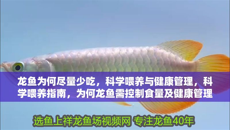 龍魚為何盡量少吃,科學喂養(yǎng)與健康管理,科學喂養(yǎng)指南,為何龍魚需控制食量及健康管理要點,科學喂養(yǎng)指南,龍魚為何需控制食量及健康管理要點 龍魚百科 第1張 龍魚為何盡量少吃,科學喂養(yǎng)與健康管理,科學喂養(yǎng)指南,為何龍魚需控制食量及健康管理要點,科學喂養(yǎng)指南,龍魚為何需控制食量及健康管理要點 龍魚為何盡量少吃,科學喂養(yǎng)與健康管理,科學喂養(yǎng)指南,為何龍魚需控制食量及健康管理要點,科學喂養(yǎng)指南,龍魚為何需控制食量及健康管理要點 龍魚百科 第1張