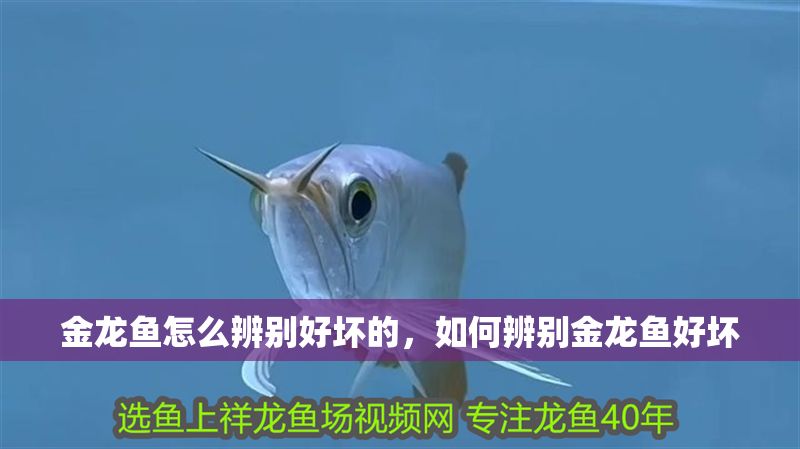 金龍魚怎么辨別好壞的，如何辨別金龍魚好壞