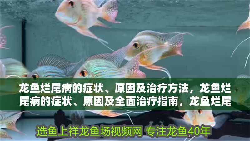 龍魚(yú)爛尾病的癥狀、原因及治療方法，龍魚(yú)爛尾病的癥狀、原因及全面治療指南，龍魚(yú)爛尾病的癥狀、原因及全面治療指南 龍魚(yú)爛尾病的癥狀、原因及治療方法，龍魚(yú)爛尾病的癥狀、原因及全面治療指南，龍魚(yú)爛尾病的癥狀、原因及全面治療指南 龍魚(yú)百科 第1張