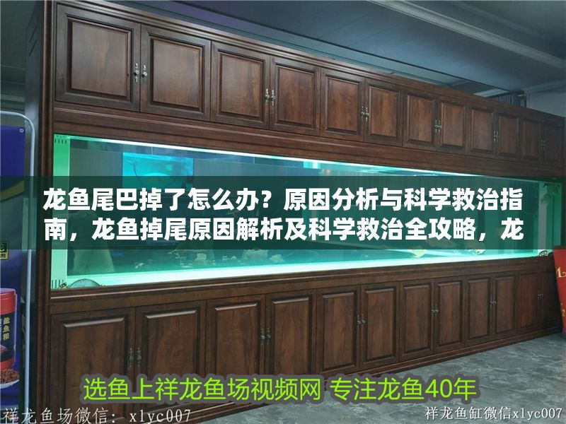 龍魚尾巴掉了怎么辦？原因分析與科學救治指南，龍魚掉尾原因解析及科學救治全攻略，龍魚掉尾原因解析及科學救治全攻略