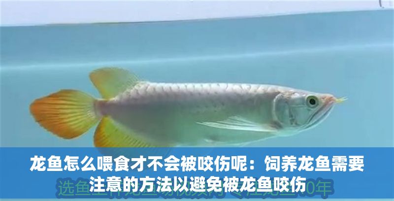 龍魚怎么喂食才不會被咬傷呢：飼養龍魚需要注意的方法以避免被龍魚咬傷