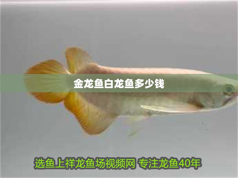 金龍魚白龍魚多少錢