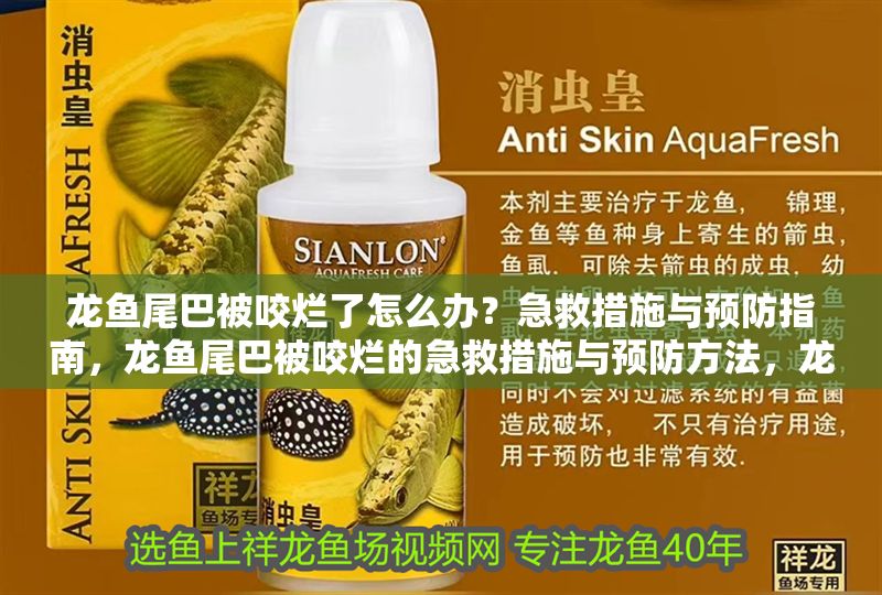 龍魚尾巴被咬爛了怎么辦？急救措施與預防指南，龍魚尾巴被咬爛的急救措施與預防方法，龍魚尾巴被咬爛的急救與預防全攻略