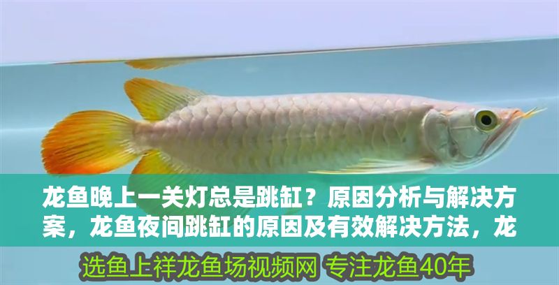 龍魚晚上一關燈總是跳缸？原因分析與解決方案，龍魚夜間跳缸的原因及有效解決方法，龍魚夜間跳缸原因解析及預防措施
