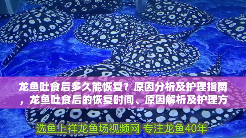 龍魚吐食后多久能恢復？原因分析及護理指南，龍魚吐食后的恢復時間、原因解析及護理方法，龍魚吐食后的恢復時間、原因解析及護理方法