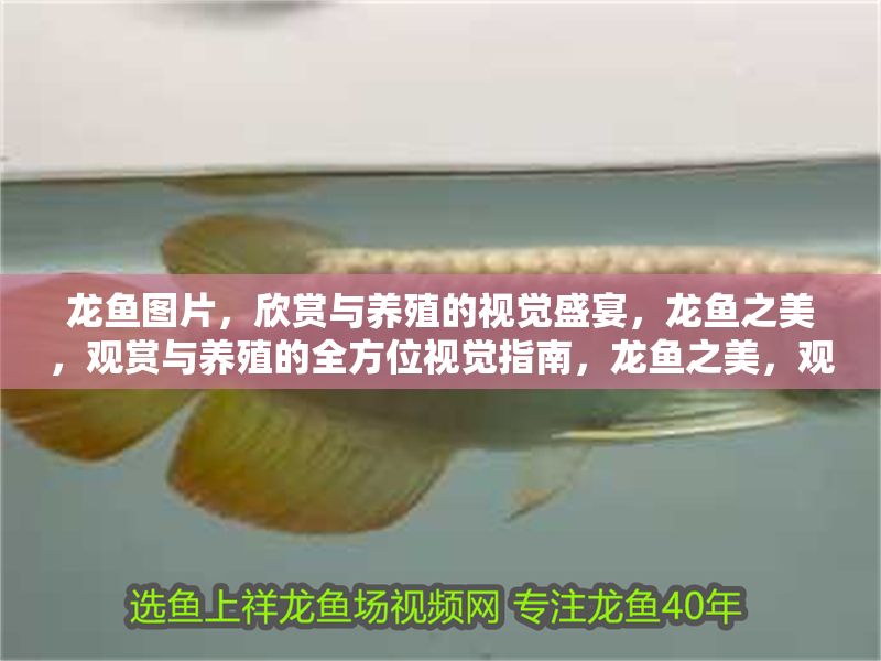 龍魚圖片，欣賞與養(yǎng)殖的視覺盛宴，龍魚之美，觀賞與養(yǎng)殖的全方位視覺指南，龍魚之美，觀賞與養(yǎng)殖的全方位視覺指南