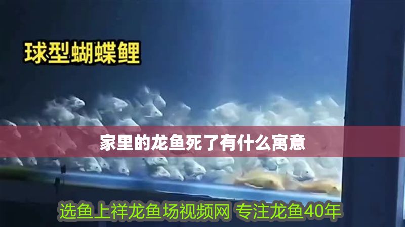 家里的龍魚死了有什么寓意