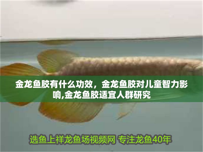 金龍魚膠有什么功效，金龍魚膠對兒童智力影響,金龍魚膠適宜人群研究