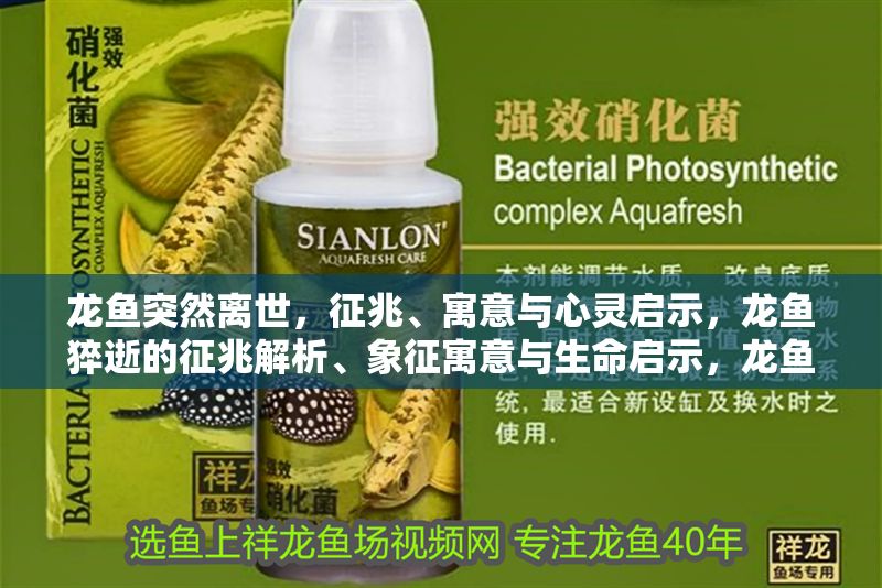 龍魚突然離世，征兆、寓意與心靈啟示，龍魚猝逝的征兆解析、象征寓意與生命啟示，龍魚猝逝的征兆解析、象征寓意與生命啟示