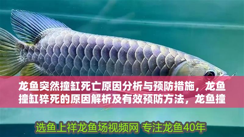 龍魚突然撞缸死亡原因分析與預(yù)防措施，龍魚撞缸猝死的原因解析及有效預(yù)防方法，龍魚撞缸猝死原因解析與科學(xué)預(yù)防指南