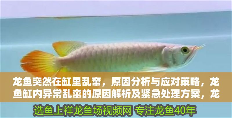 龍魚突然在缸里亂竄，原因分析與應(yīng)對(duì)策略，龍魚缸內(nèi)異常亂竄的原因解析及緊急處理方案，龍魚缸內(nèi)突發(fā)亂竄的原因解析與緊急應(yīng)對(duì)指南
