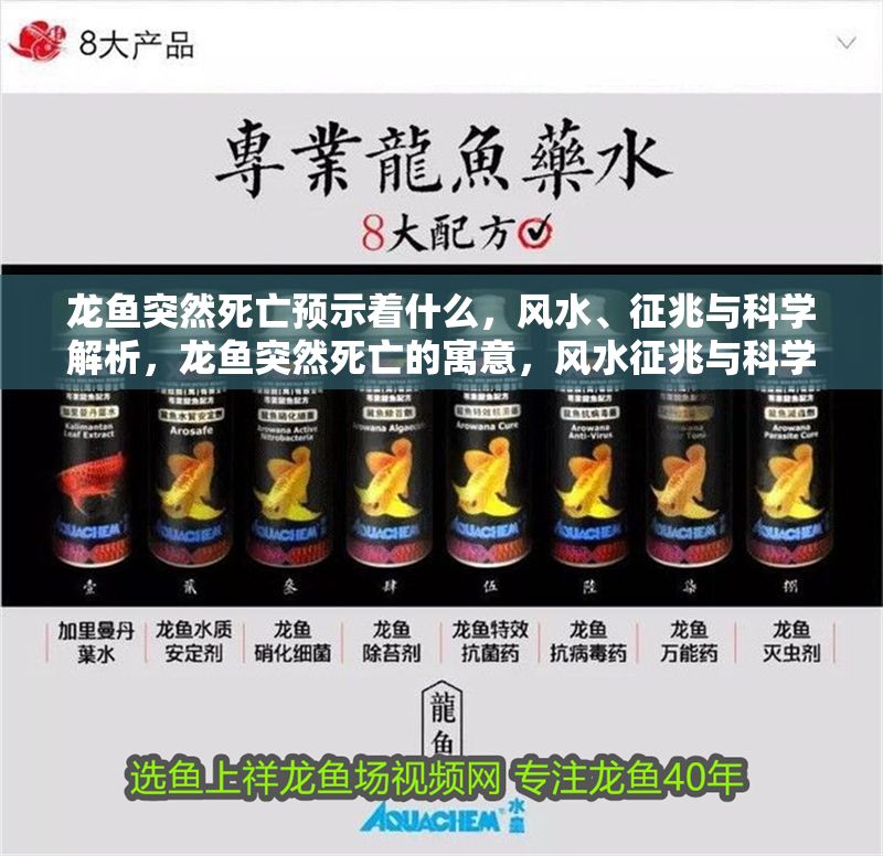 龍魚突然死亡預示著什么，風水、征兆與科學解析，龍魚突然死亡的寓意，風水征兆與科學原因深度解析，龍魚突然死亡的寓意解析，風水征兆與科學原因探秘