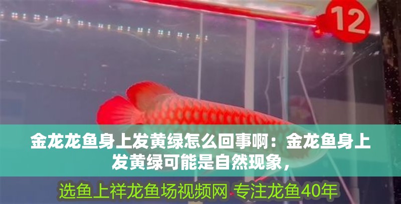 金龍龍魚身上發黃綠怎么回事啊：金龍魚身上發黃綠可能是自然現象，