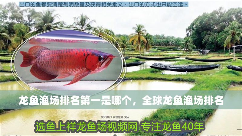 龍魚漁場排名第一是哪個(gè)，全球龍魚漁場排名