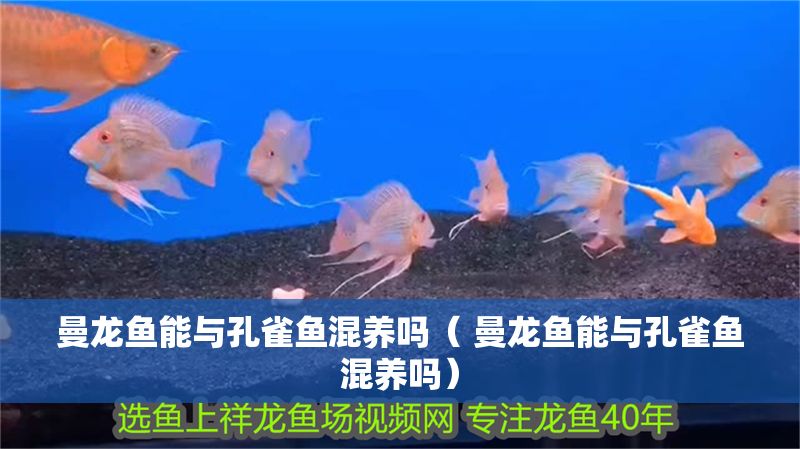 曼龍魚能與孔雀魚混養(yǎng)嗎（ 曼龍魚能與孔雀魚混養(yǎng)嗎）