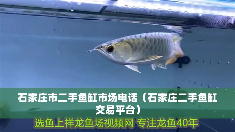 石家莊市二手魚缸市場電話（石家莊二手魚缸交易平臺）