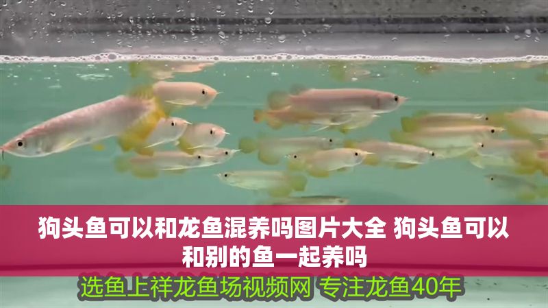 狗頭魚可以和龍魚混養嗎圖片大全 狗頭魚可以和別的魚一起養嗎