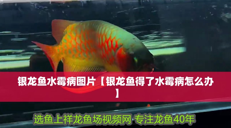 銀龍魚水霉病圖片【銀龍魚得了水霉病怎么辦】