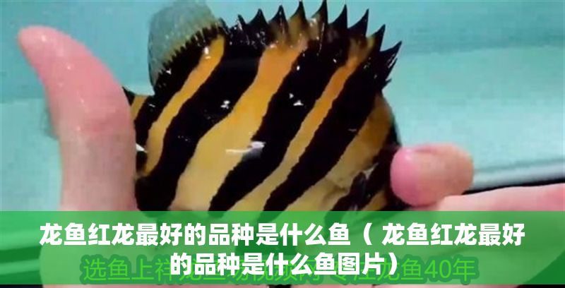 龍魚紅龍最好的品種是什么魚（ 龍魚紅龍最好的品種是什么魚圖片）