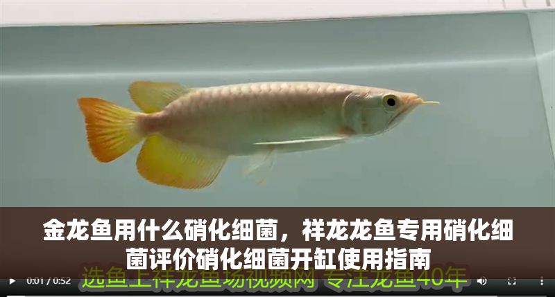 金龍魚用什么硝化細菌，祥龍龍魚專用硝化細菌評價硝化細菌開缸使用指南