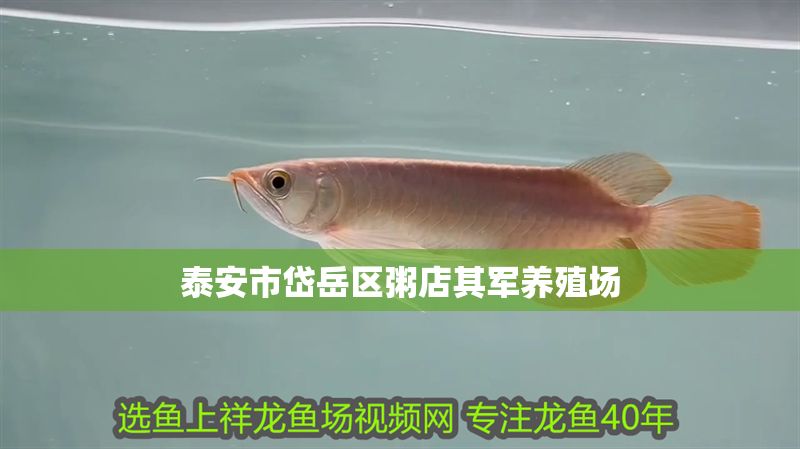 泰安市岱岳區(qū)粥店其軍養(yǎng)殖場