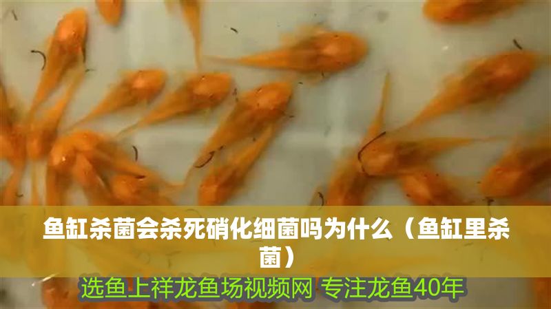 魚缸殺菌會殺死硝化細菌嗎為什么（魚缸里殺菌）