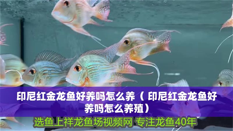 印尼紅金龍魚好養(yǎng)嗎怎么養(yǎng)（ 印尼紅金龍魚好養(yǎng)嗎怎么養(yǎng)殖）