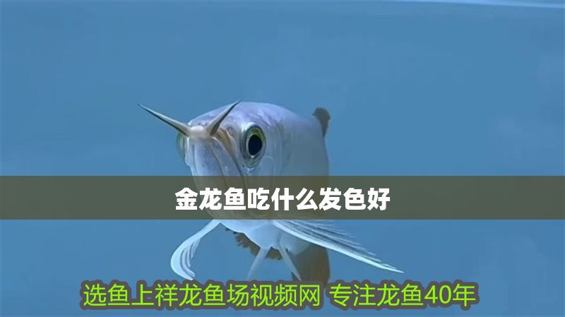 金龍魚吃什么發色好