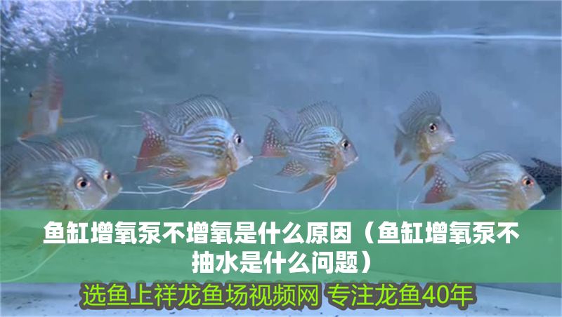 魚缸增氧泵不增氧是什么原因（魚缸增氧泵不抽水是什么問題）