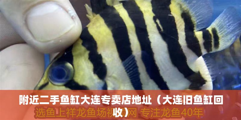 附近二手魚缸大連專賣店地址（大連舊魚缸回收）