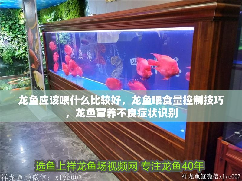 龍魚應該喂什么比較好，龍魚喂食量控制技巧，龍魚營養不良癥狀識別