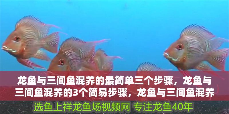 龍魚與三間魚混養(yǎng)的最簡(jiǎn)單三個(gè)步驟，龍魚與三間魚混養(yǎng)的3個(gè)簡(jiǎn)易步驟，龍魚與三間魚混養(yǎng)的3個(gè)簡(jiǎn)易步驟