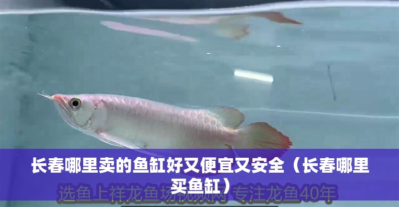 長春哪里賣的魚缸好又便宜又安全（長春哪里買魚缸）