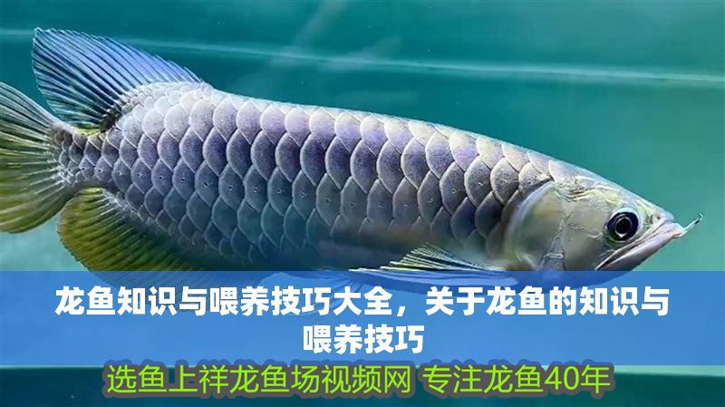 龍魚知識與喂養技巧大全，關于龍魚的知識與喂養技巧