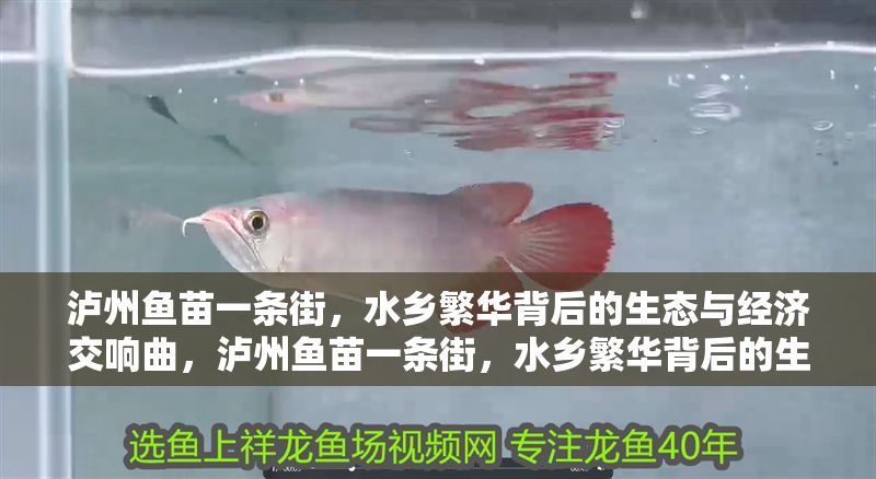 瀘州魚苗一條街，水鄉(xiāng)繁華背后的生態(tài)與經(jīng)濟(jì)交響曲，瀘州魚苗一條街，水鄉(xiāng)繁華背后的生態(tài)經(jīng)濟(jì)協(xié)奏曲，瀘州魚苗一條街，水鄉(xiāng)繁華背后的生態(tài)經(jīng)濟(jì)協(xié)奏曲