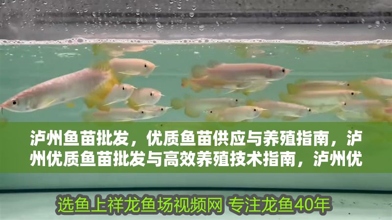 瀘州魚苗批發，優質魚苗供應與養殖指南，瀘州優質魚苗批發與高效養殖技術指南，瀘州優質魚苗批發與高效養殖技術指南