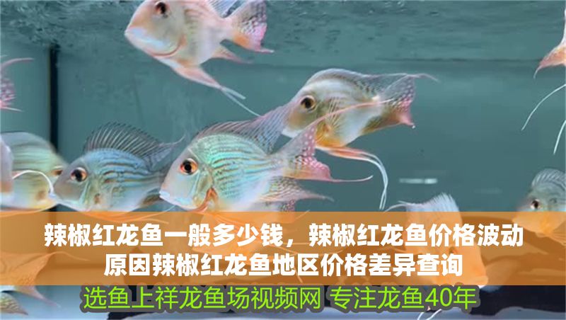 辣椒紅龍魚一般多少錢，辣椒紅龍魚價格波動原因辣椒紅龍魚地區價格差異查詢