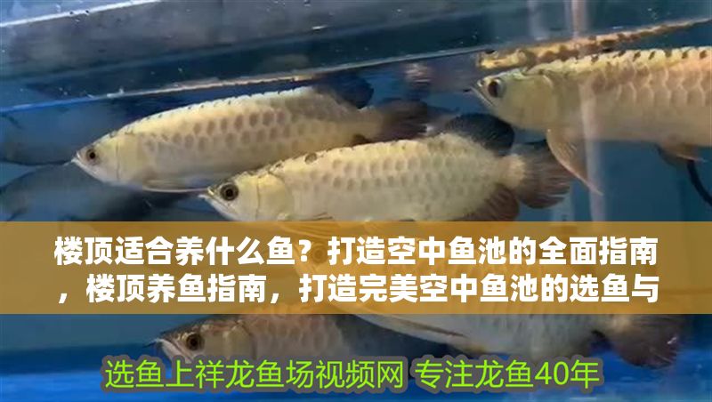 樓頂適合養什么魚？打造空中魚池的全面指南，樓頂養魚指南，打造完美空中魚池的選魚與養護全攻略，樓頂養魚全攻略，打造完美空中魚池的選魚與養護指南