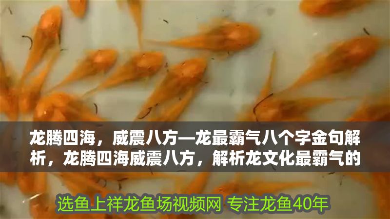 龍騰四海，威震八方—龍最霸氣八個字金句解析，龍騰四海威震八方，解析龍文化最霸氣的八字金句，龍騰四海威震八方，解析龍文化最霸氣的八字金句