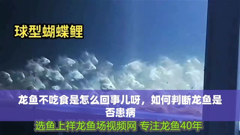 龍魚不吃食是怎么回事兒呀，如何判斷龍魚是否患病