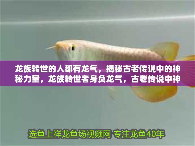 龍族轉(zhuǎn)世的人都有龍氣，揭秘古老傳說中的神秘力量，龍族轉(zhuǎn)世者身負(fù)龍氣，古老傳說中神秘力量的真相揭秘，龍族轉(zhuǎn)世者身負(fù)龍氣，揭秘古老傳說中的神秘力量真相