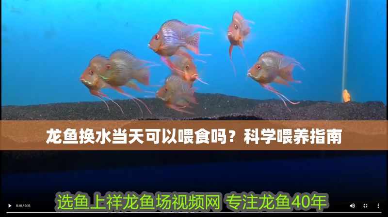 龍魚換水當天可以喂食嗎？科學喂養指南
