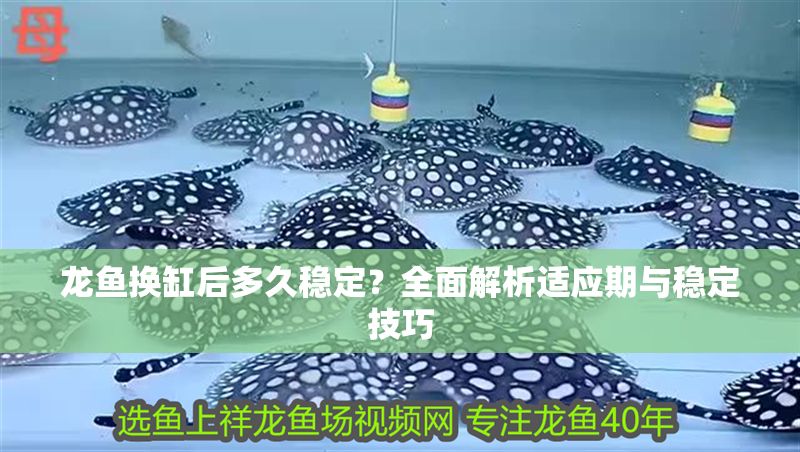 龍魚換缸后多久穩定？全面解析適應期與穩定技巧 龍魚換缸后多久穩定？全面解析適應期與穩定技巧 龍魚百科 第1張