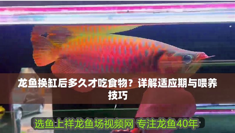 龍魚換缸后多久才吃食物？詳解適應期與喂養技巧