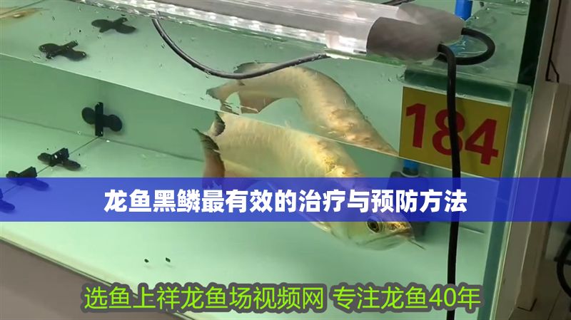 龍魚黑鱗最有效的治療與預防方法